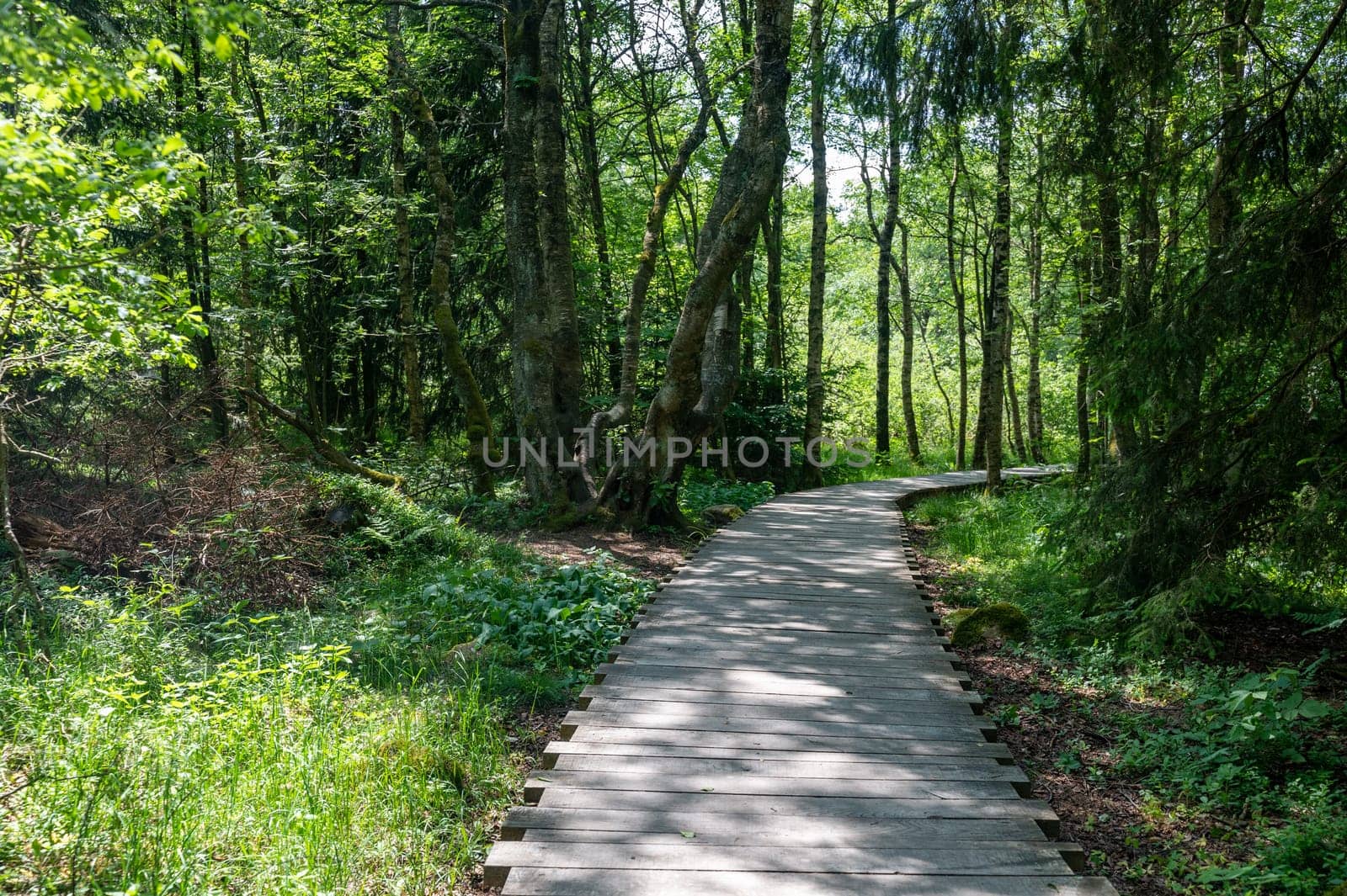 Black moor in the Rhoen, Bavaria, Germany, with a new moor path