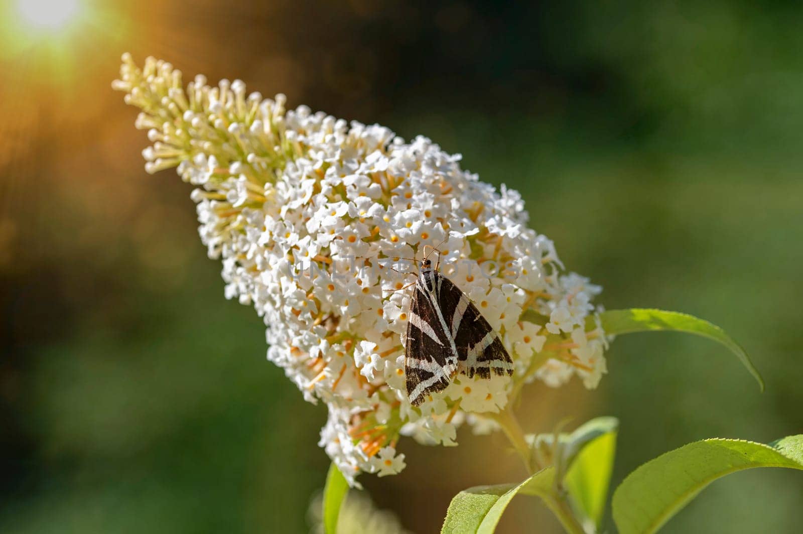 Butterfly "Russian Bear"" ( Euplagia quadripunctaria ) on white buddleia in green nature"