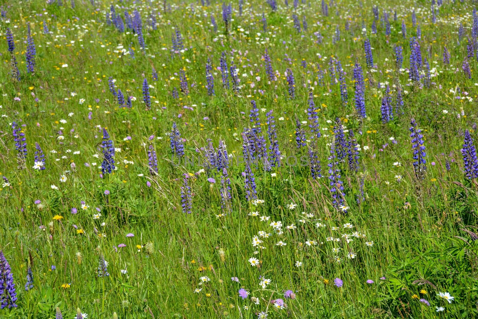 Green meadows with lots of purple lupins in the high Rhoen, Bavaria, Germany