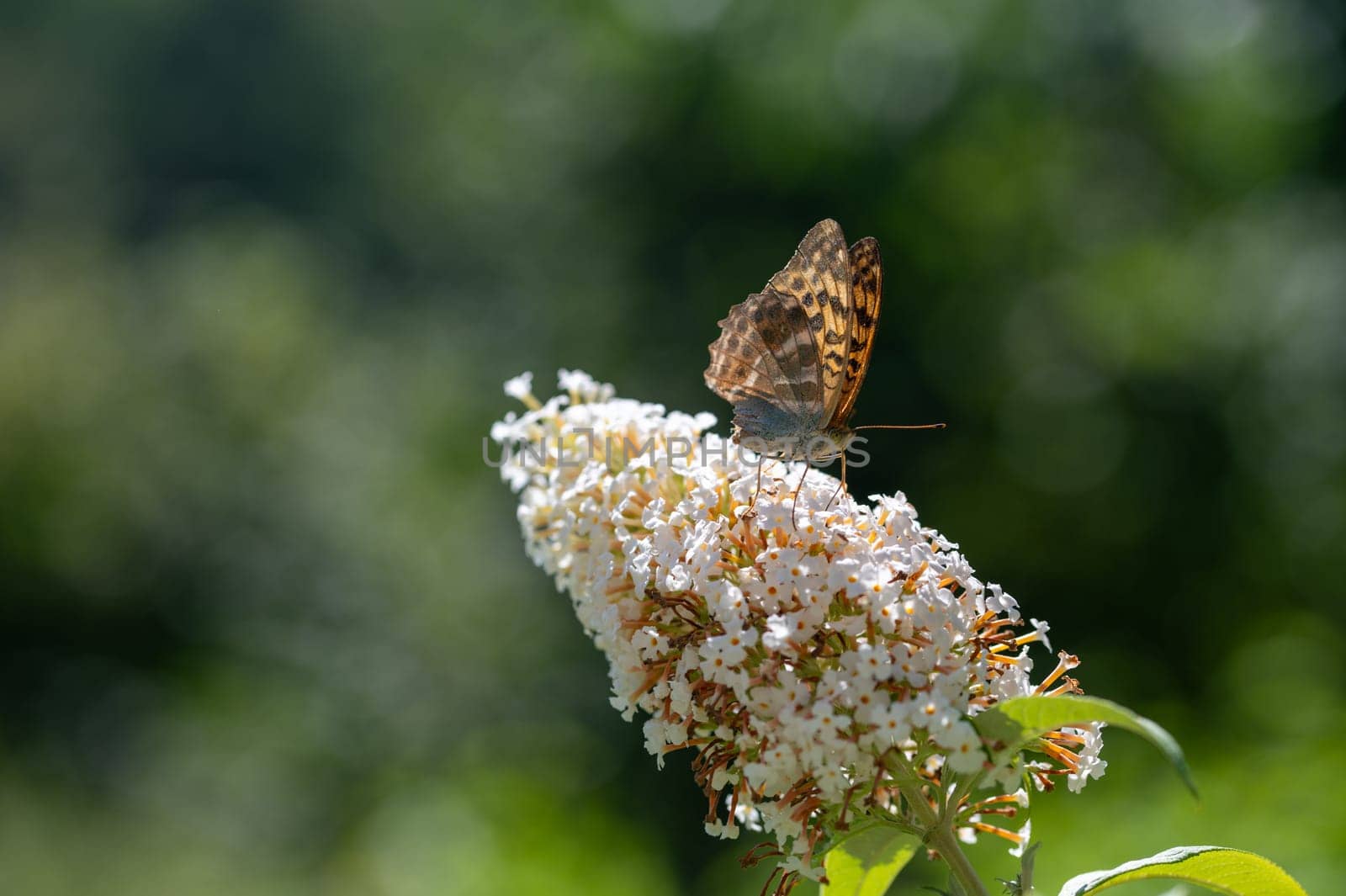 Butterfly "Emperor Mantle"" (Argynnis paphia) on white buddleia in green nature"