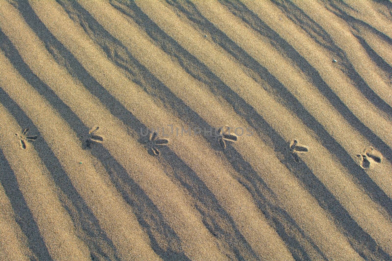 Close-up of ripples in the sand with foorprints of a bird