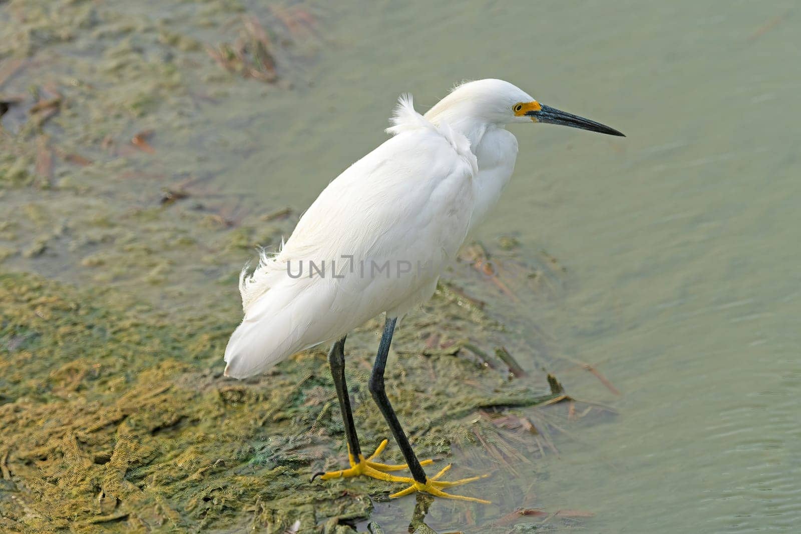 A Snowy Egret in Wetland Pond in the Port Aransas Birding Center in Texas
