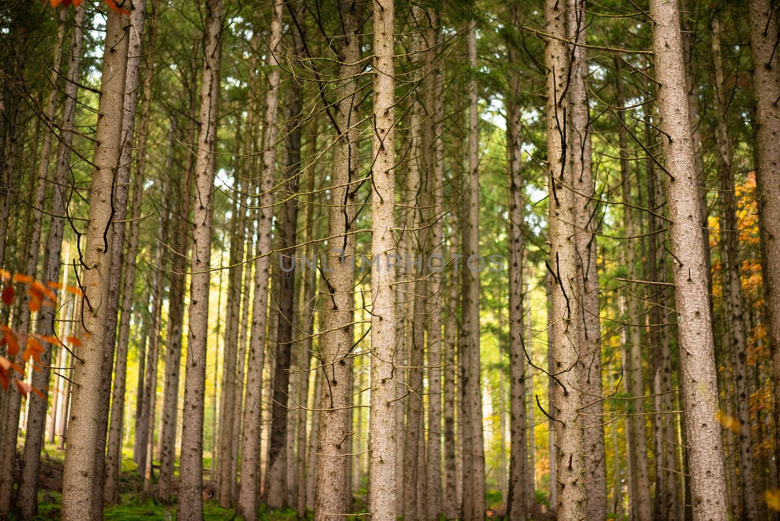 Forest in autumn, damaged conifers tree trunk, nature and climate change, bark beetle
