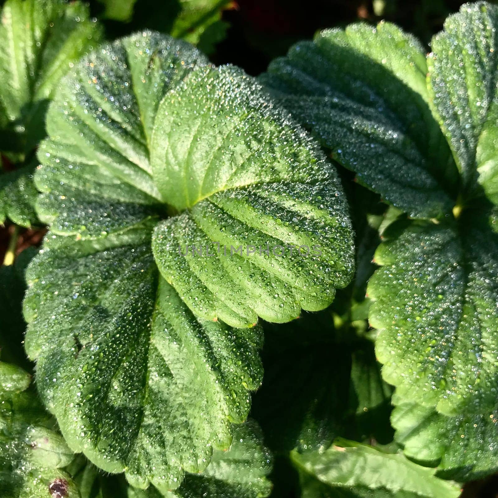 A green, healthy leaf of a strawberry is covered with a delicate transparent morning dew