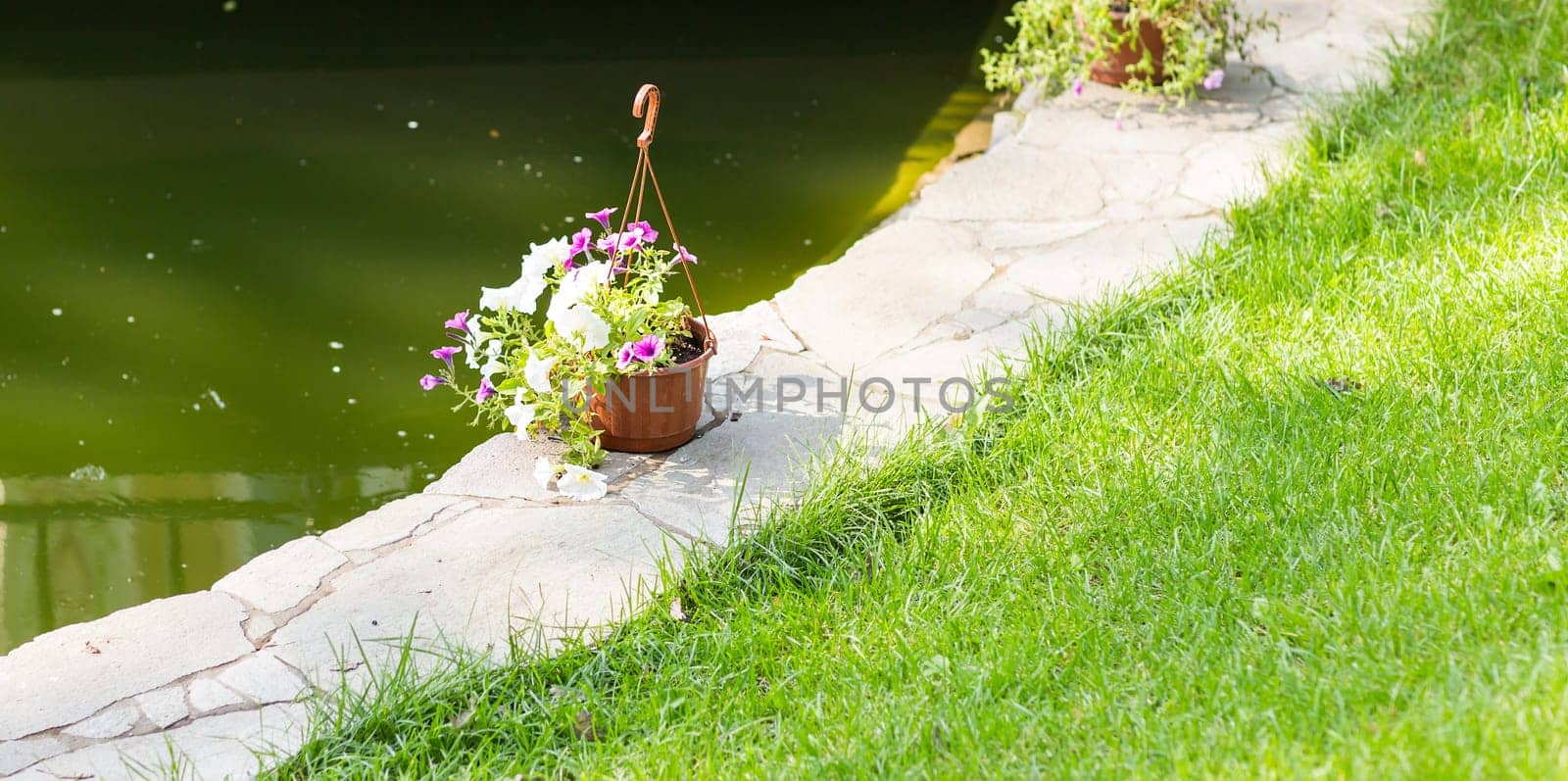 Beautiful summer potted flowers in the garden