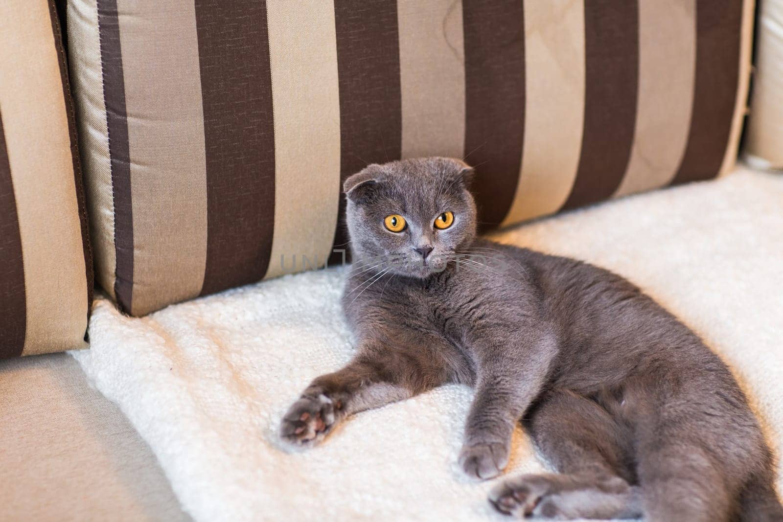 Cat relaxing on the couch in colorful blur background, cute funny cat close up, elaxing cat, cat resting, cat playing at home