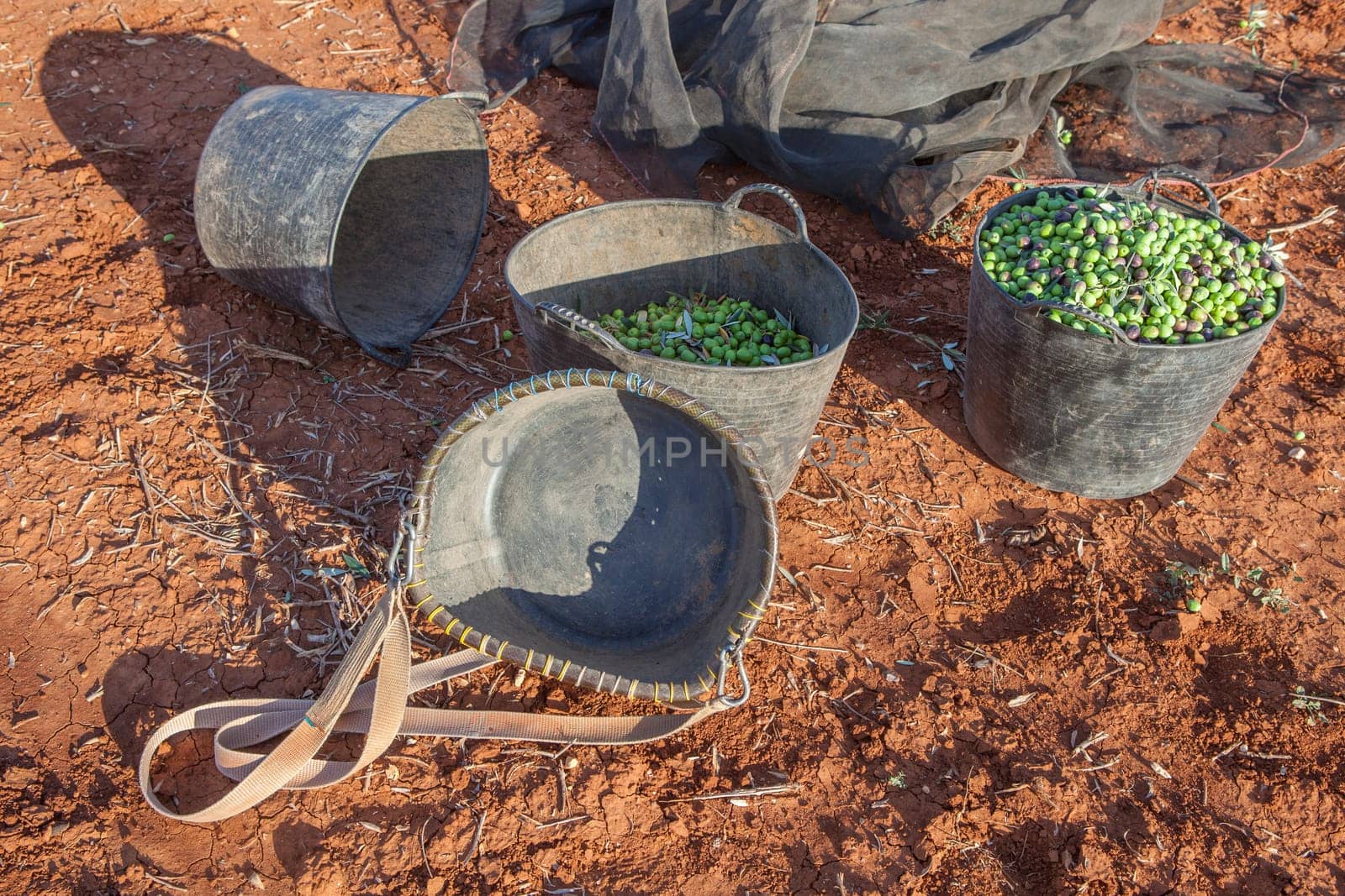 Fruit-gathering basket and harvesting buckets. Table olives harvest season scene