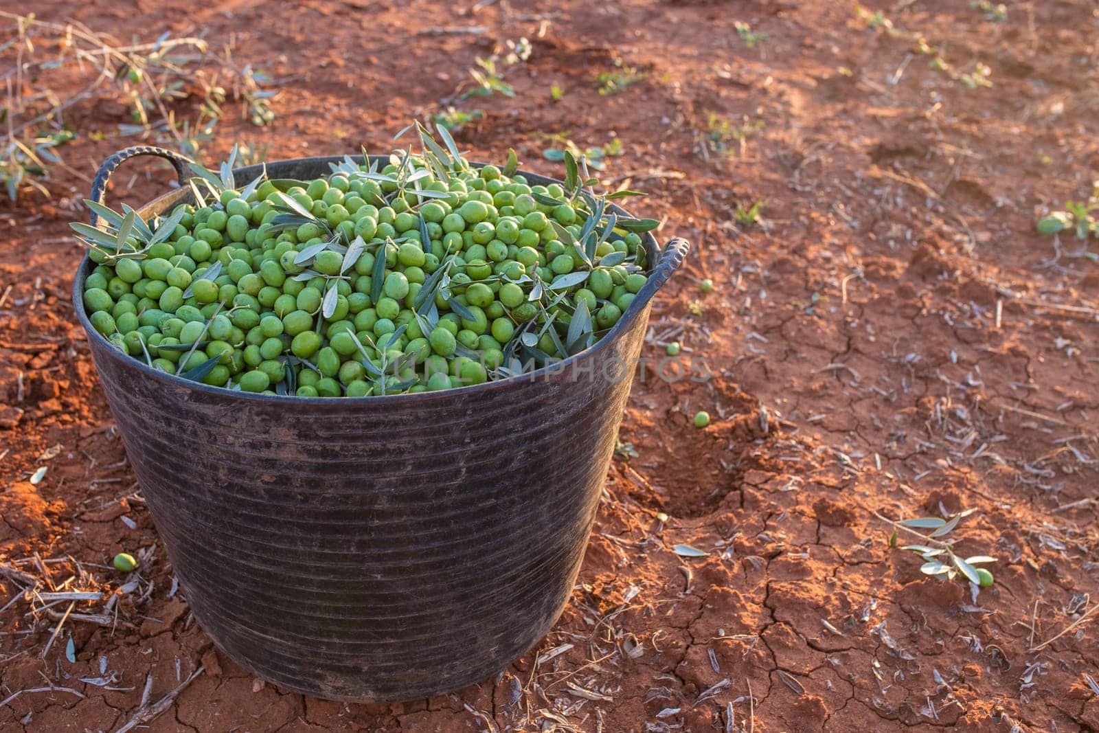 Harvesting bucket full of green olives. Table olives harvest season scene