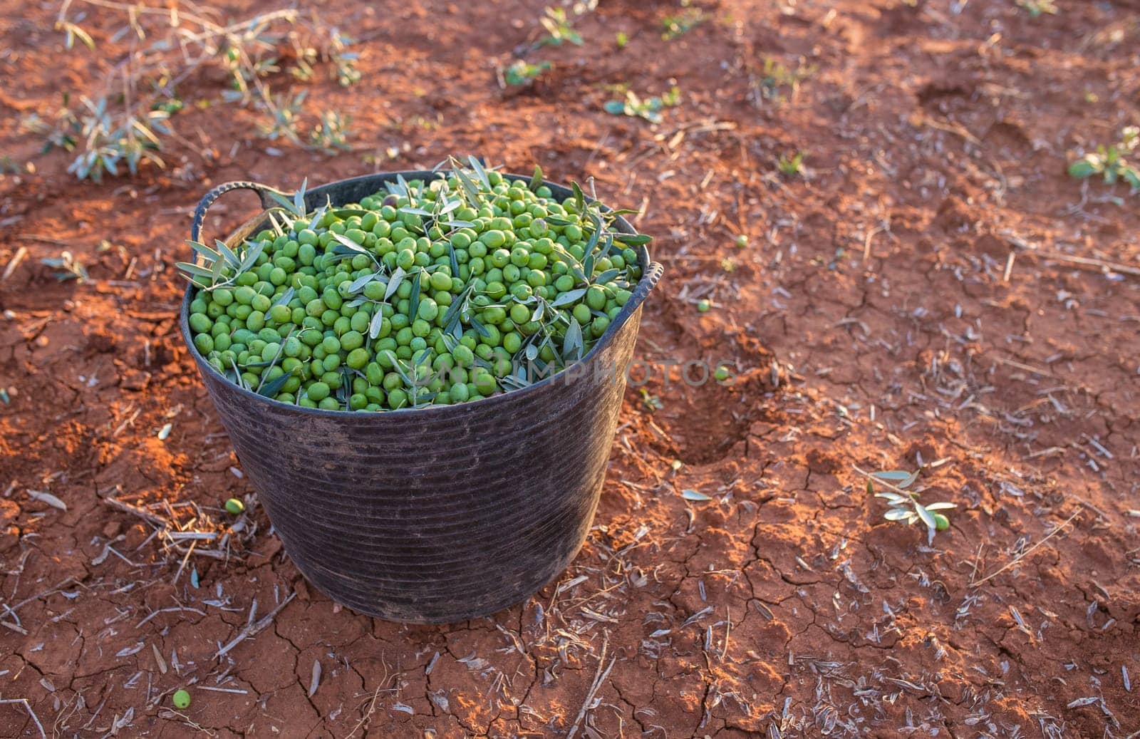 Harvesting bucket full of green olives. Table olives harvest season scene