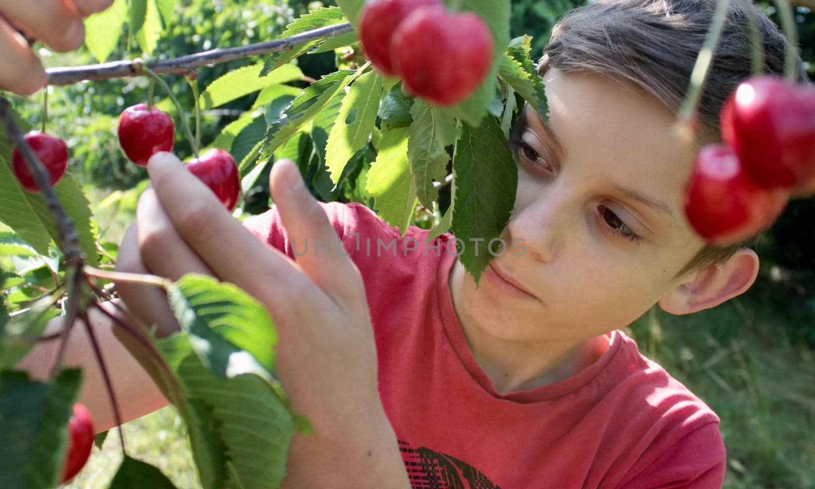 a boy in a red T-shirt plucks and tastes ripe juicy cherries
