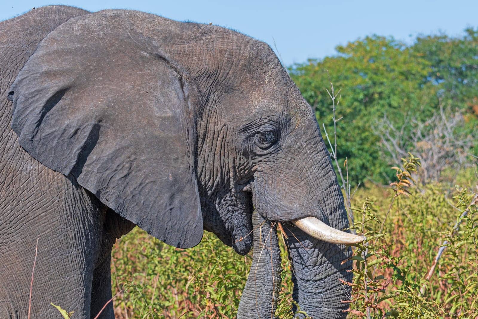 Close up of an Elephant Feeding in Chobe National Park in Botswana