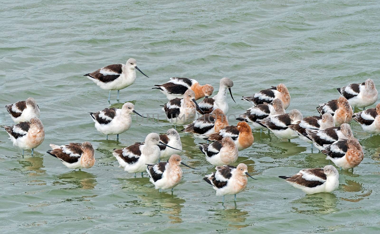 A Group of Avocets in an Estuary in the Port Aransas Birding Center in Texas