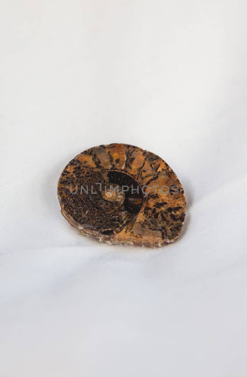 Sectioned and polished ammonite fossil. Placed over cotton cloth
