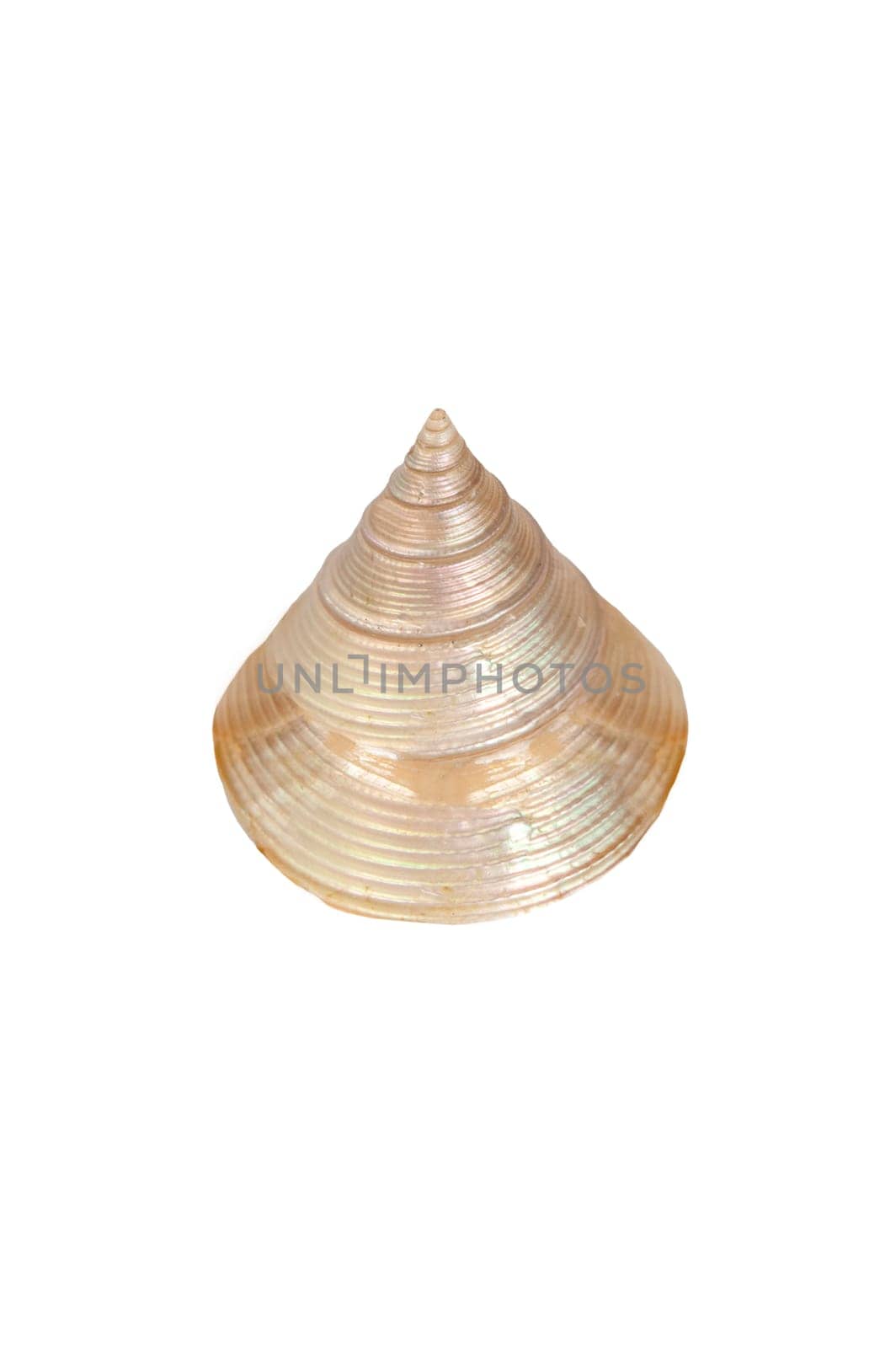 Polish calliostoma zizyphinum shell. Isolated over white background