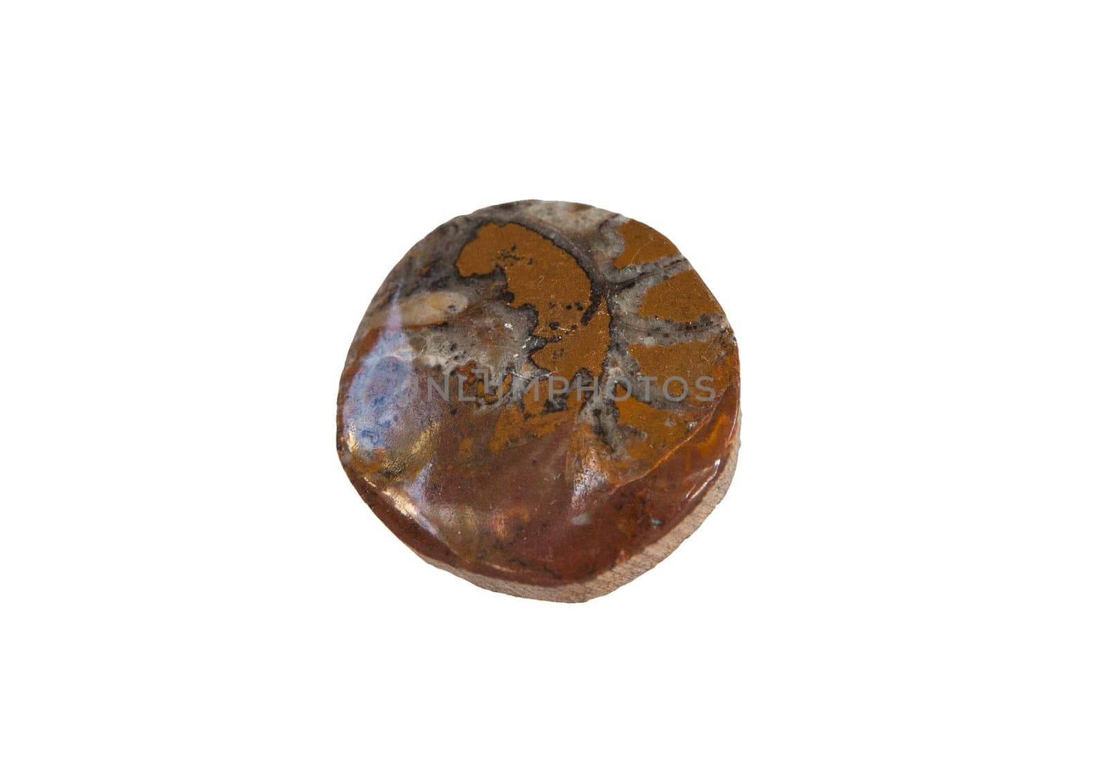 Circular shaped and polished ammonite fossil. Isolated over white background