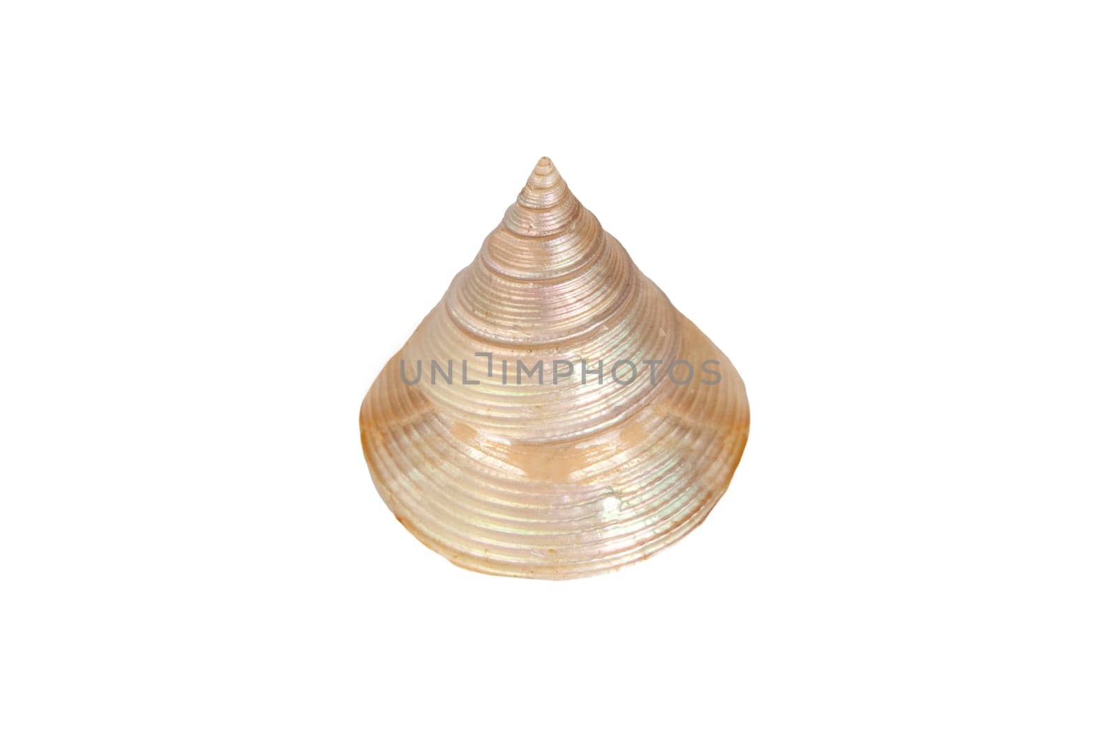 Polish calliostoma zizyphinum shell. Isolated over white background