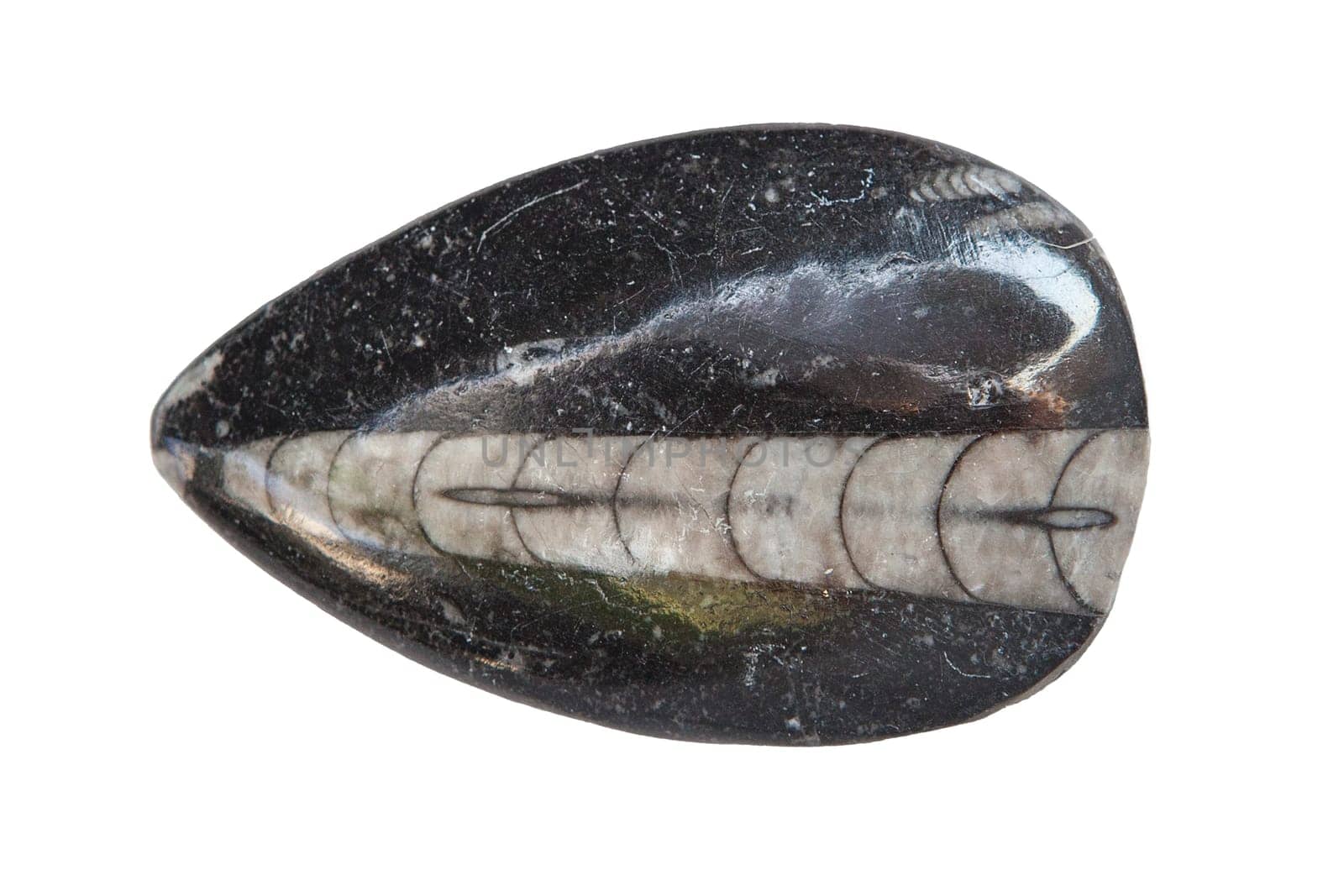Polished orthoceras fossil. Isolated over white background