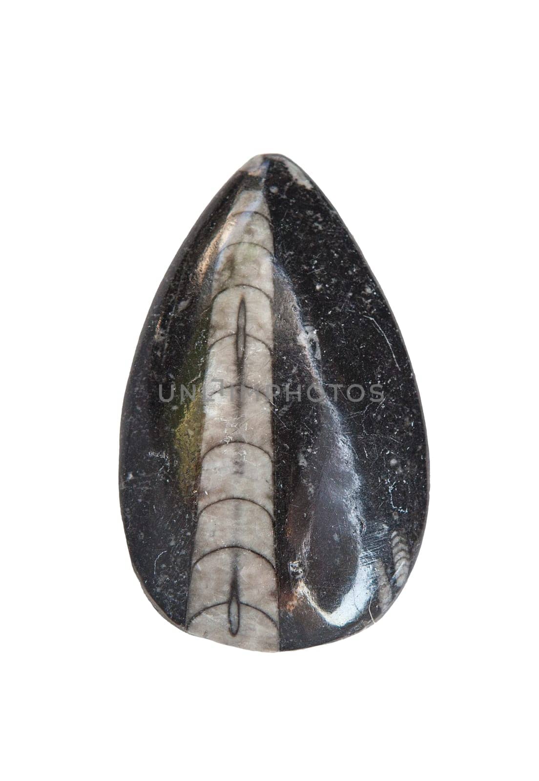 Polished orthoceras fossil. Isolated over white background