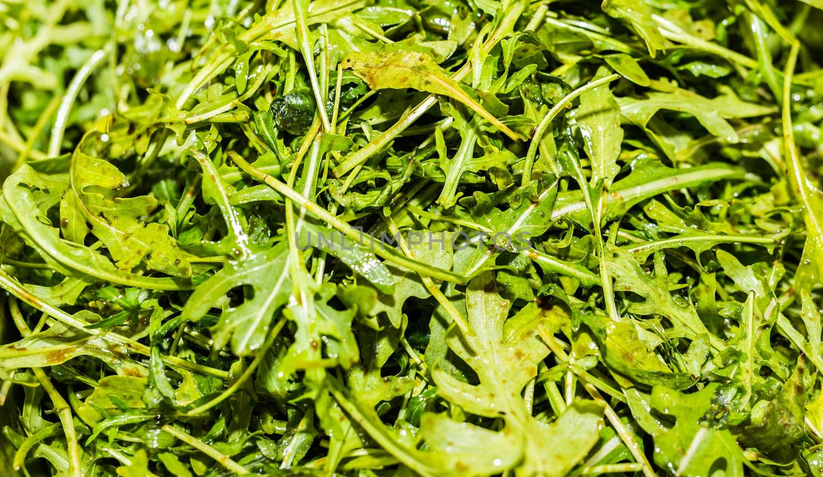 Fresh green arugula. Arugula is rich in vitamins and trace elements