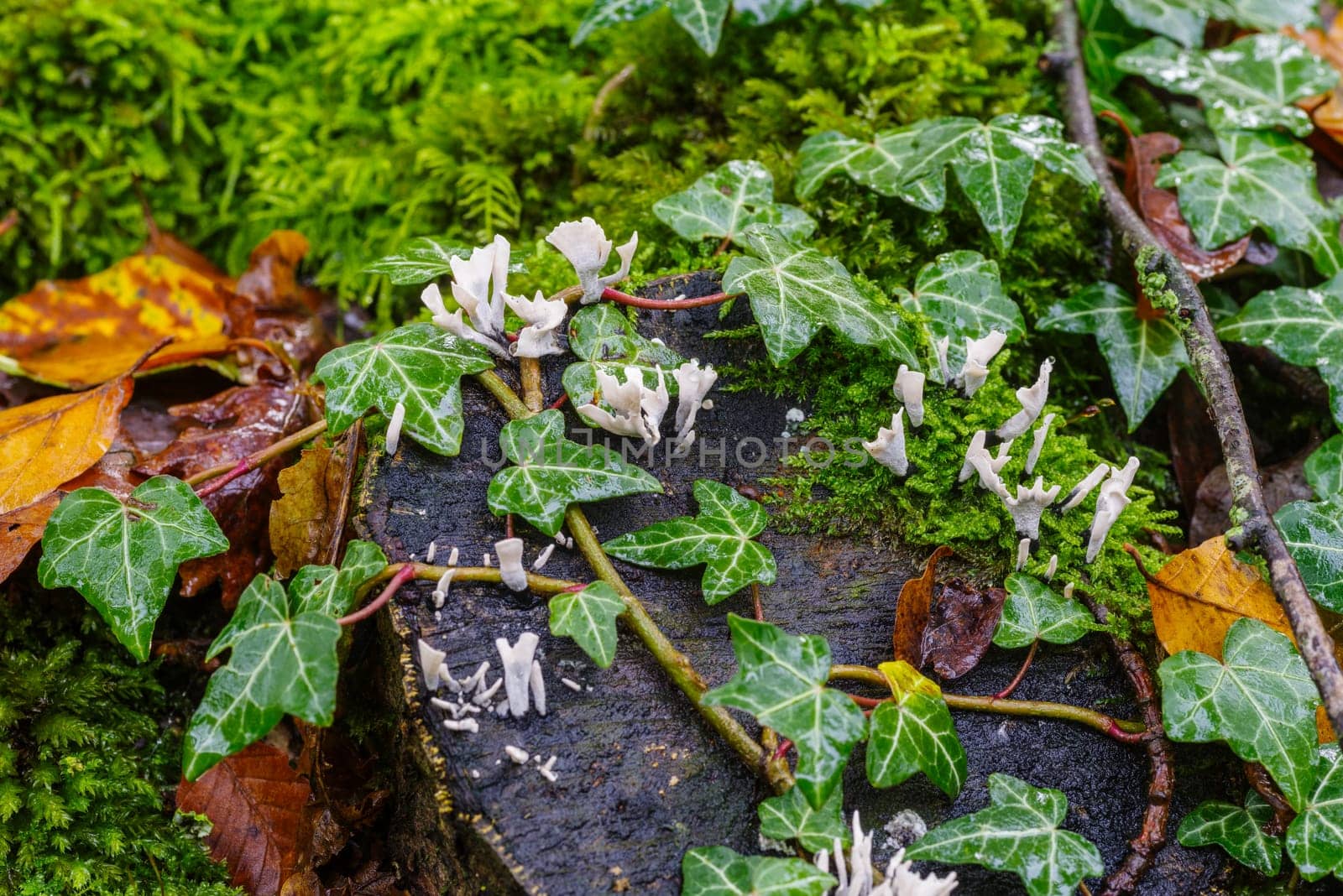 tiny candlestick fungus on a tree trunk