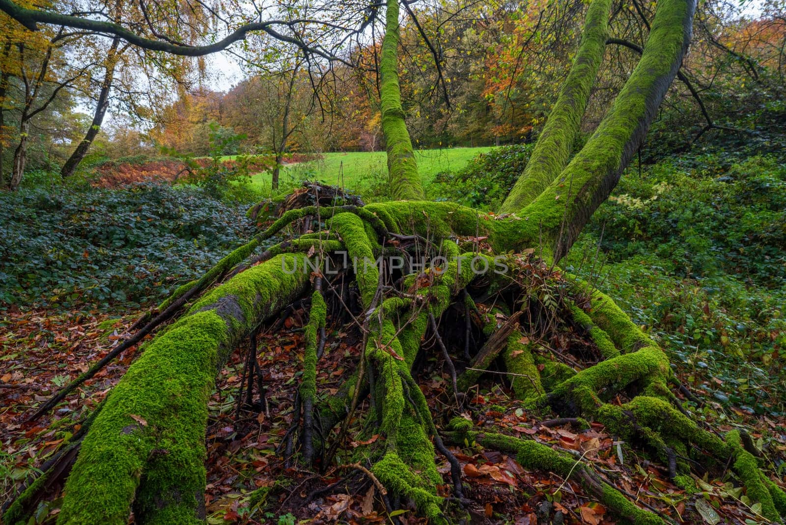 large tree dead tree roots completely covered with moss