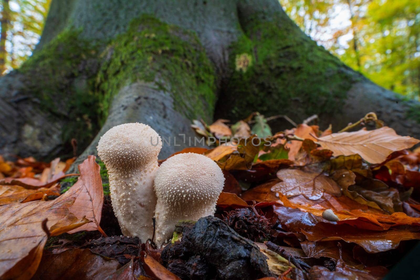 closeup of beautiful mushrooms in an autumn forest
