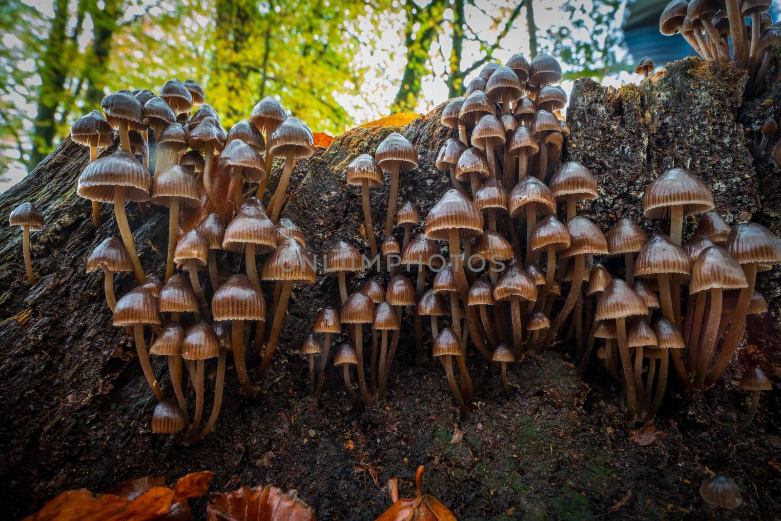 closeup of beautiful mushrooms in an autumn forest