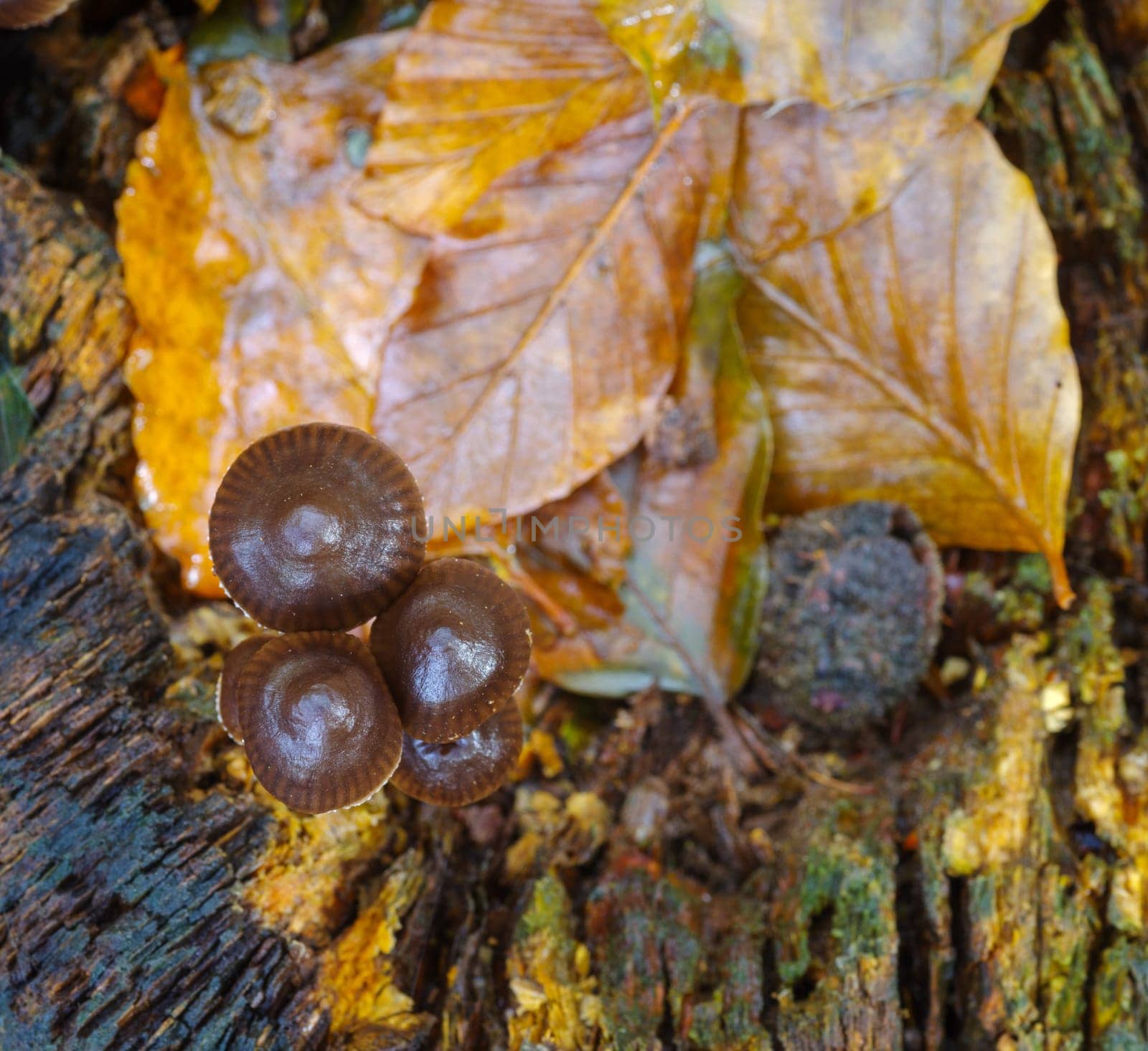 closeup of beautiful mushrooms in an autumn forest