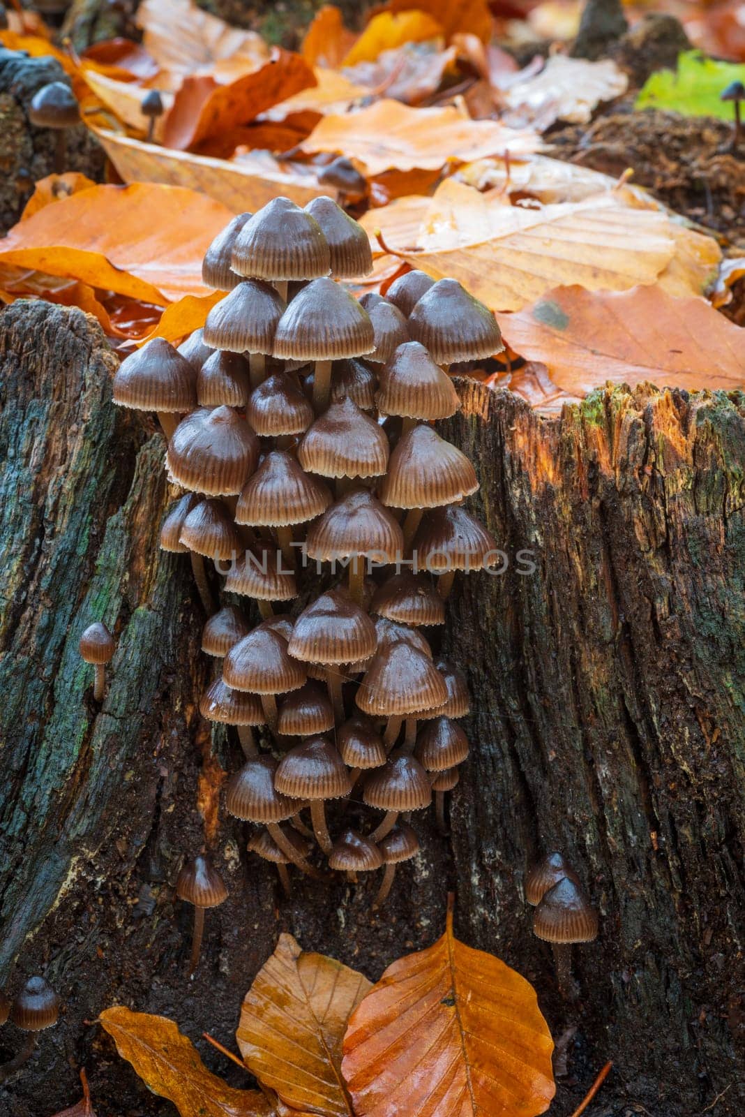 closeup of beautiful mushrooms in an autumn forest