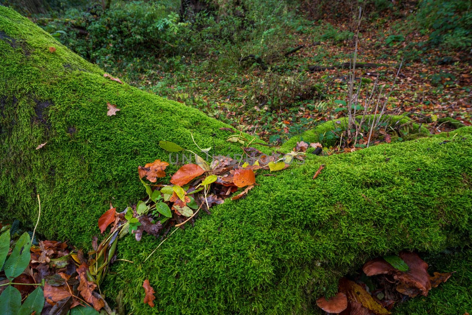 large tree dead tree roots completely covered with moss