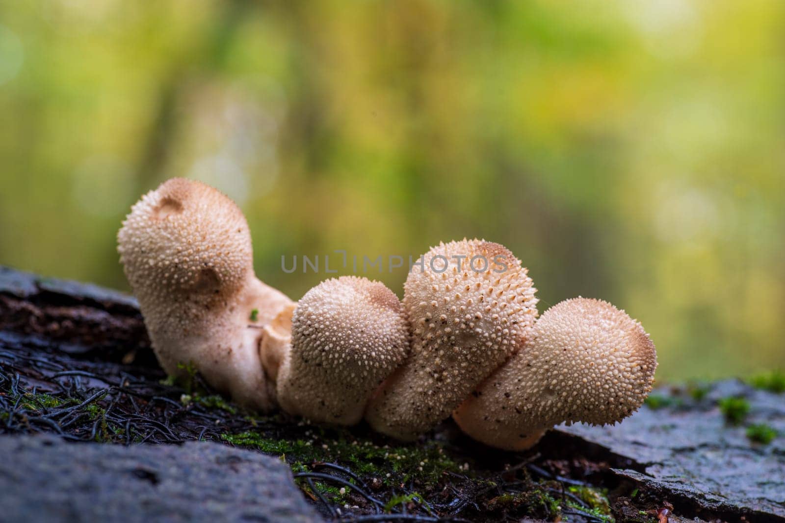 closeup of beautiful mushrooms in an autumn forest