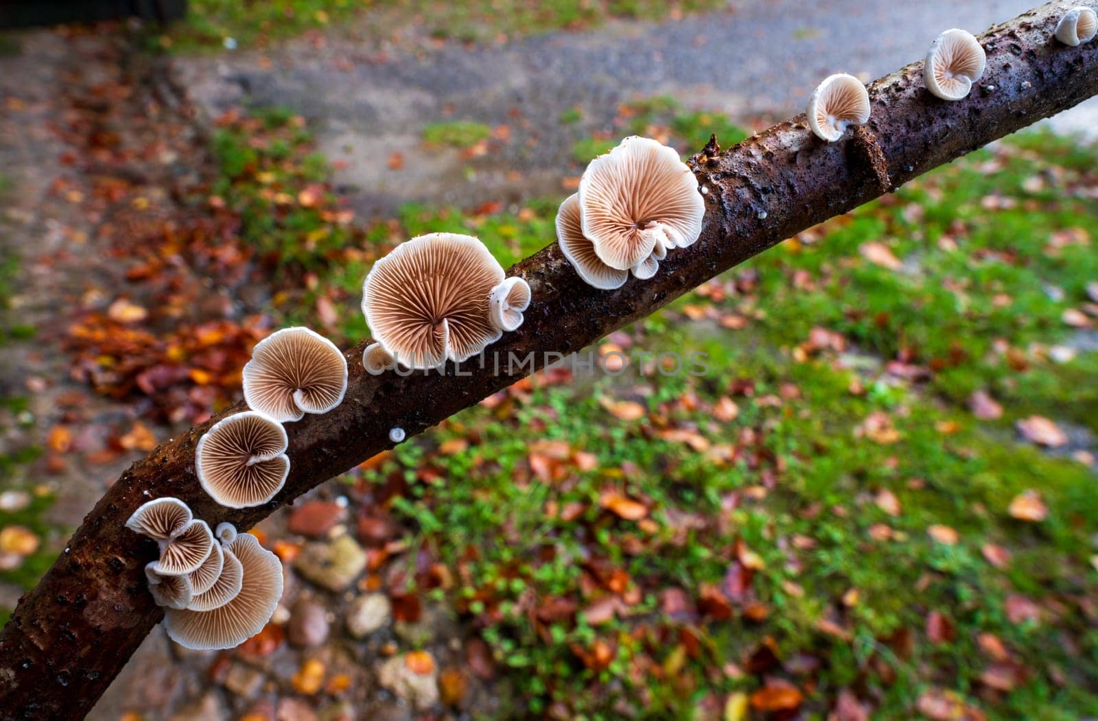 closeup of beautiful mushrooms in an autumn forest