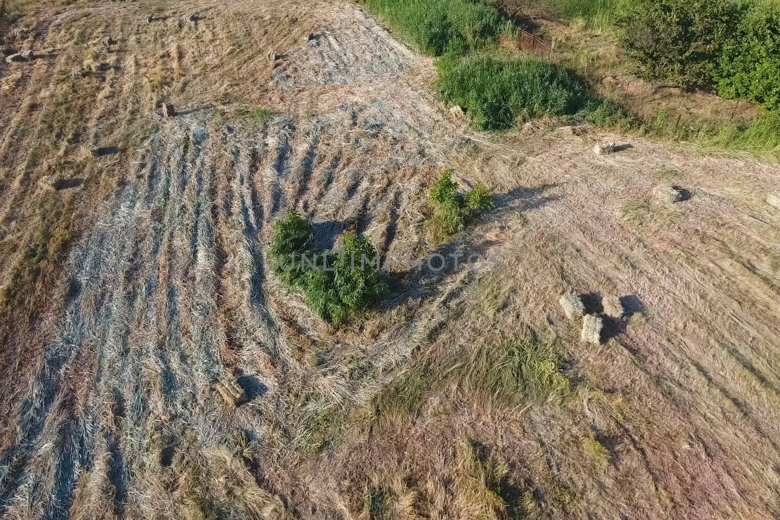 Rectangular bales of hay on the field. Hay harvest