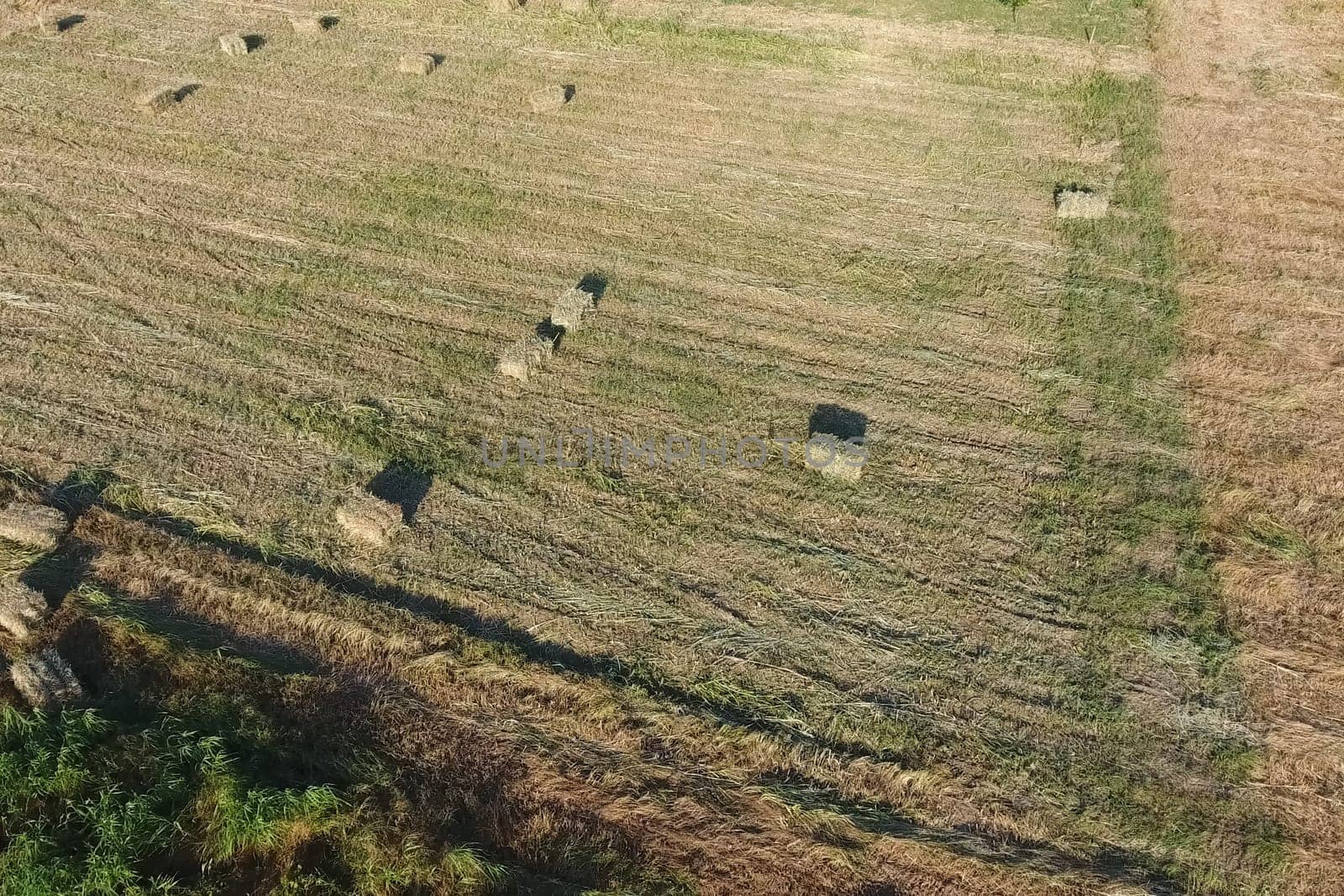 Rectangular bales of hay on the field. Hay harvest