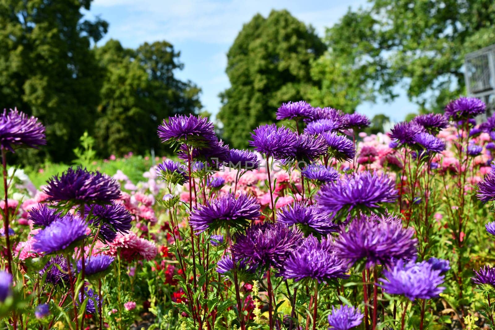 Summer asters in full bloom