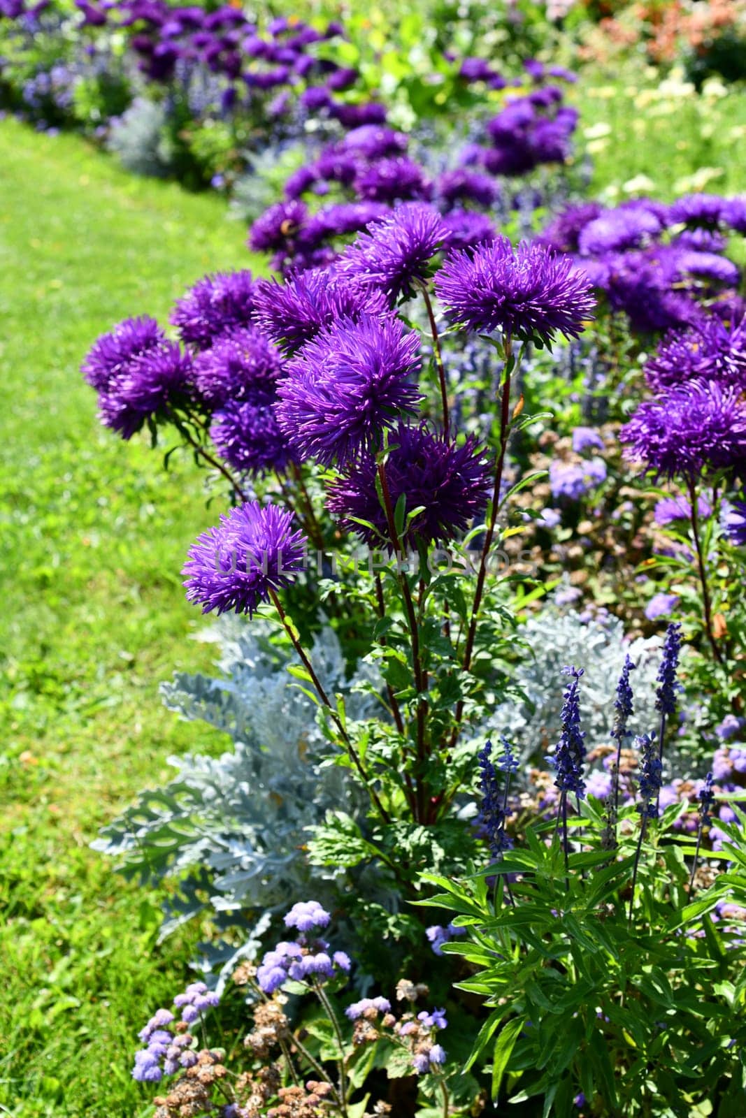 Summer asters in full bloom