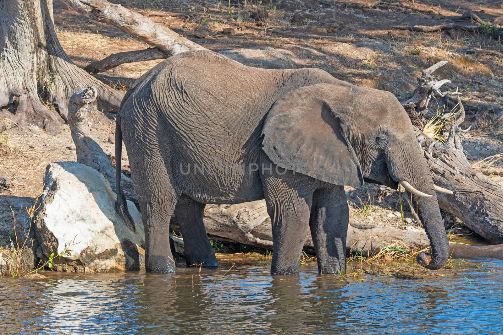 African Elephant Cooling Off in a River in the Chobe River in Botswana