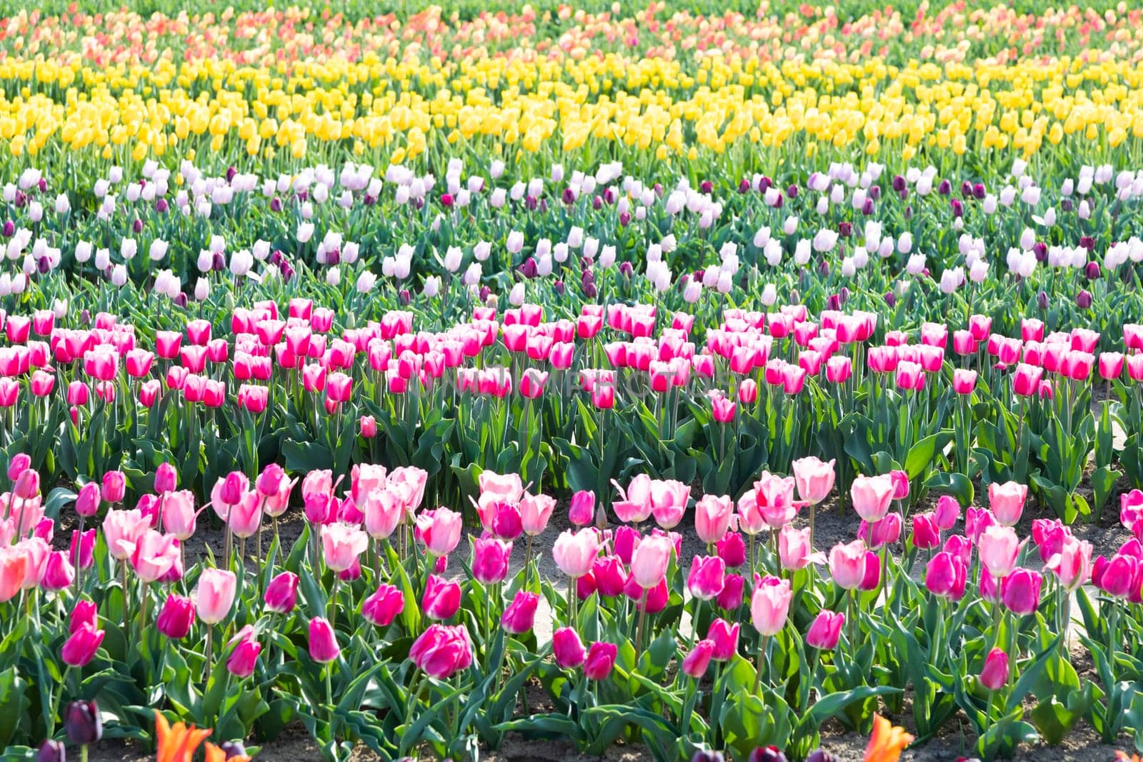 Blooming tulips field in Holland, springtime - beautiful multicolored background, sunlight