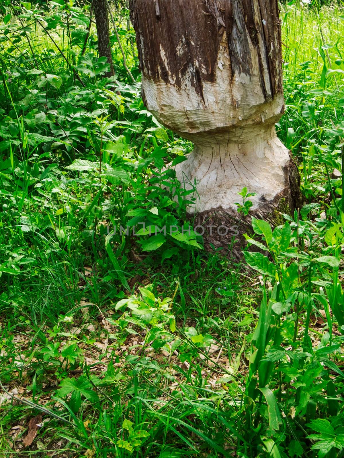 Close landscape view at the edge of the forest in front of green wild growth with beavers browsing on a tree in the foreground.