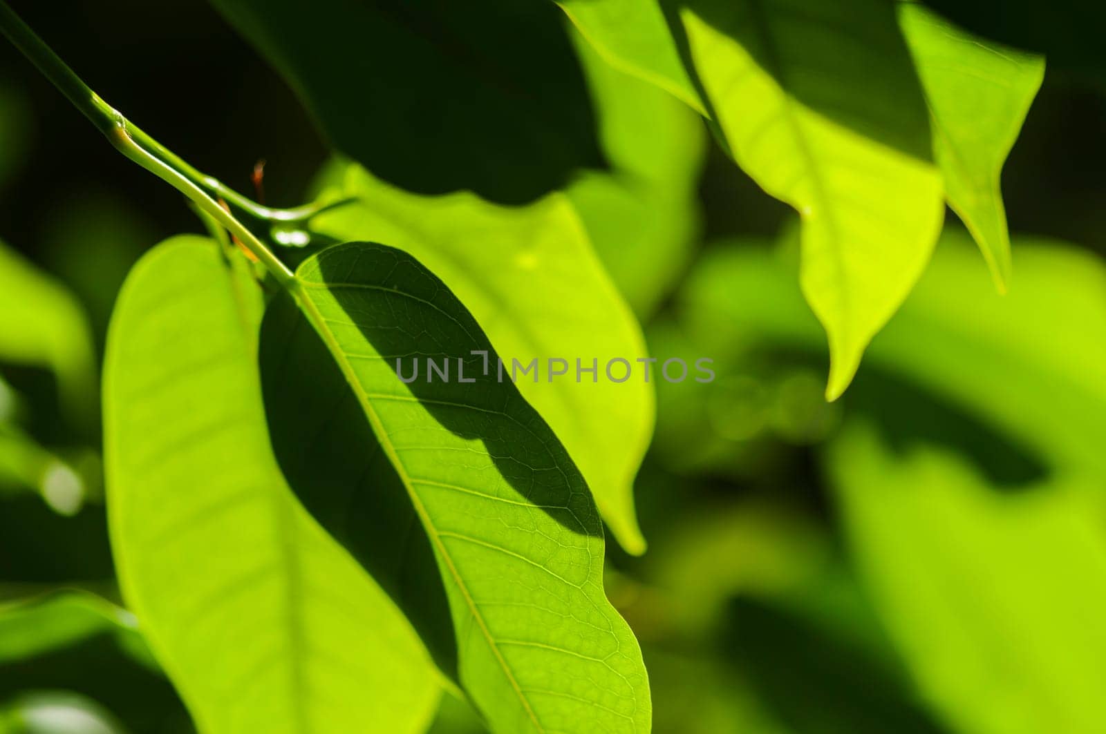 Full-frame view of green leaves in sunlight with hard contrast.
