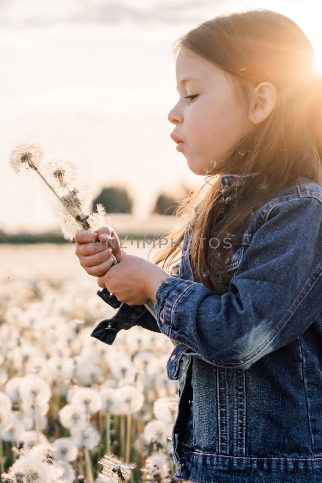 Glorious little girl in denim jacket standing in white dandelions field and holding bouquet of fluffy flowers in hands. Lady with dark hair blowing blossoms, enjoying nature at sunset. Vertical.