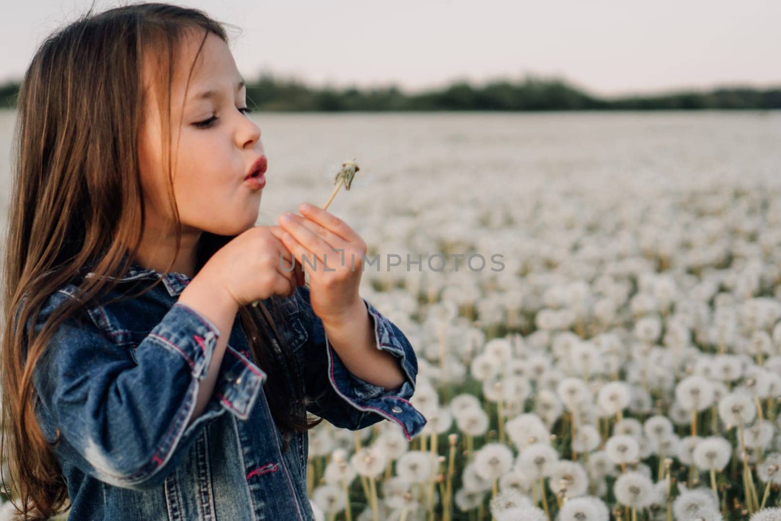 Fascinating girl in denim jacket standing in white dandelions meadow and diligently blowing last seeds of flower that holding in hands. Little lady looking at plant, making wish on blooming.