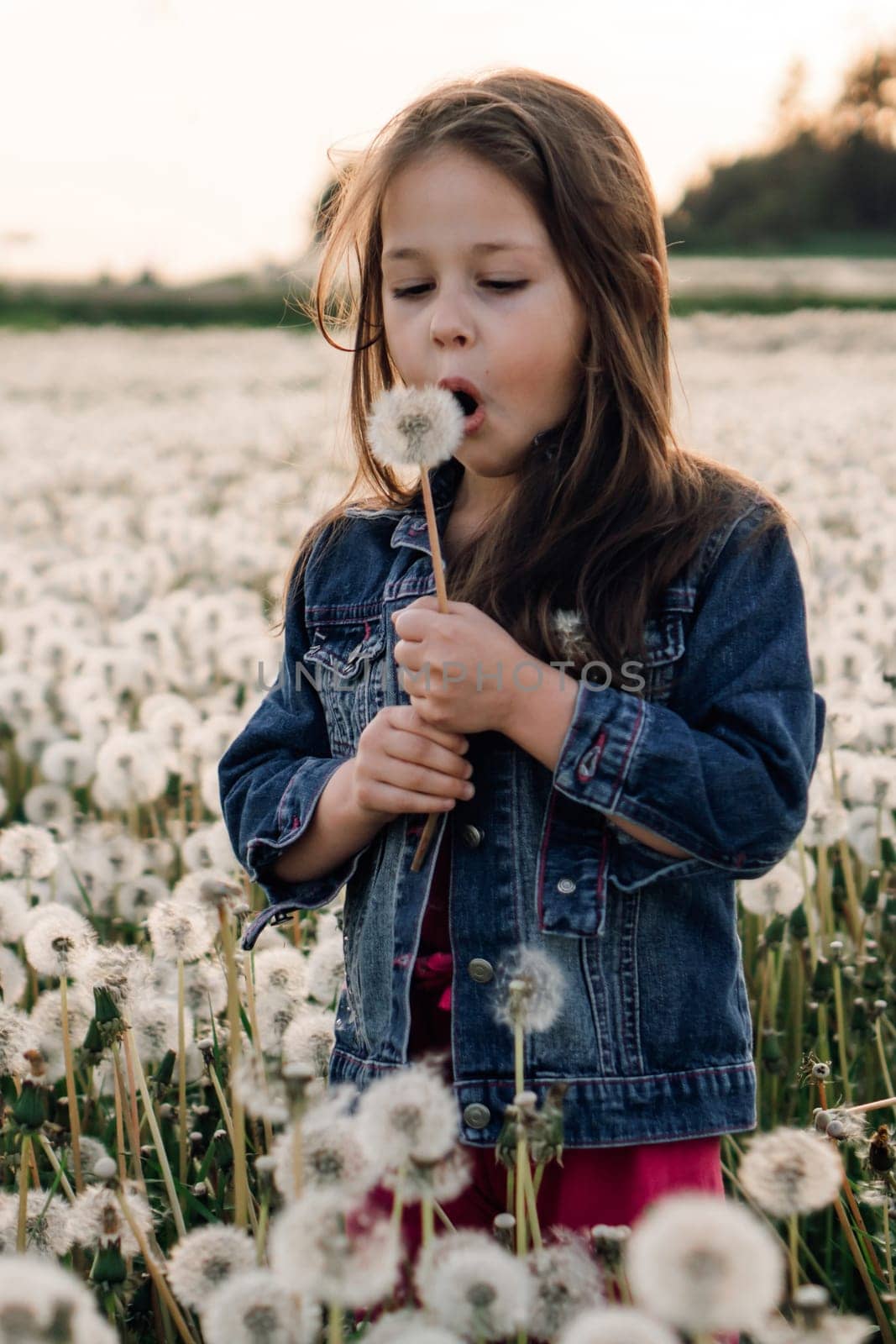 Delightful little girl in blue denim jacket holding white dandelion in hand standing among fluffy blooming and opening mouth to blow seeds of flower. Female child walking in blowballs. Vertical.