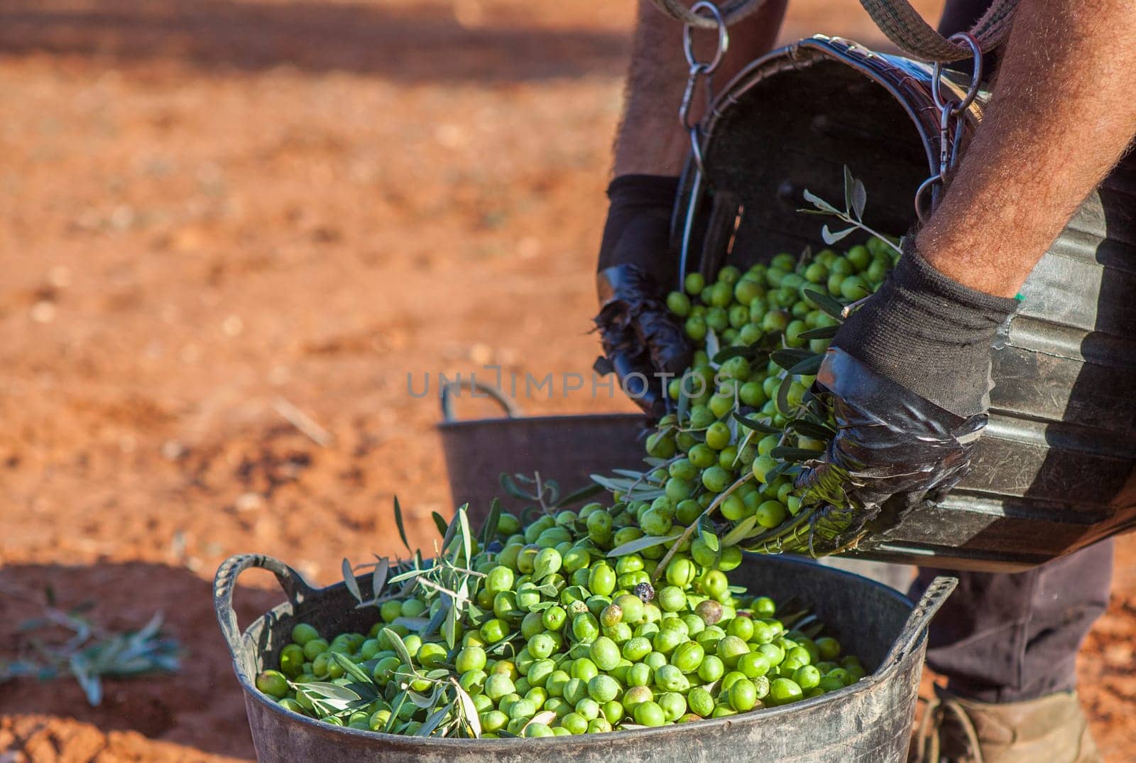 Laborer emptying his fruit-gathering basket of olives into the bucket. Table olives harvest season scene