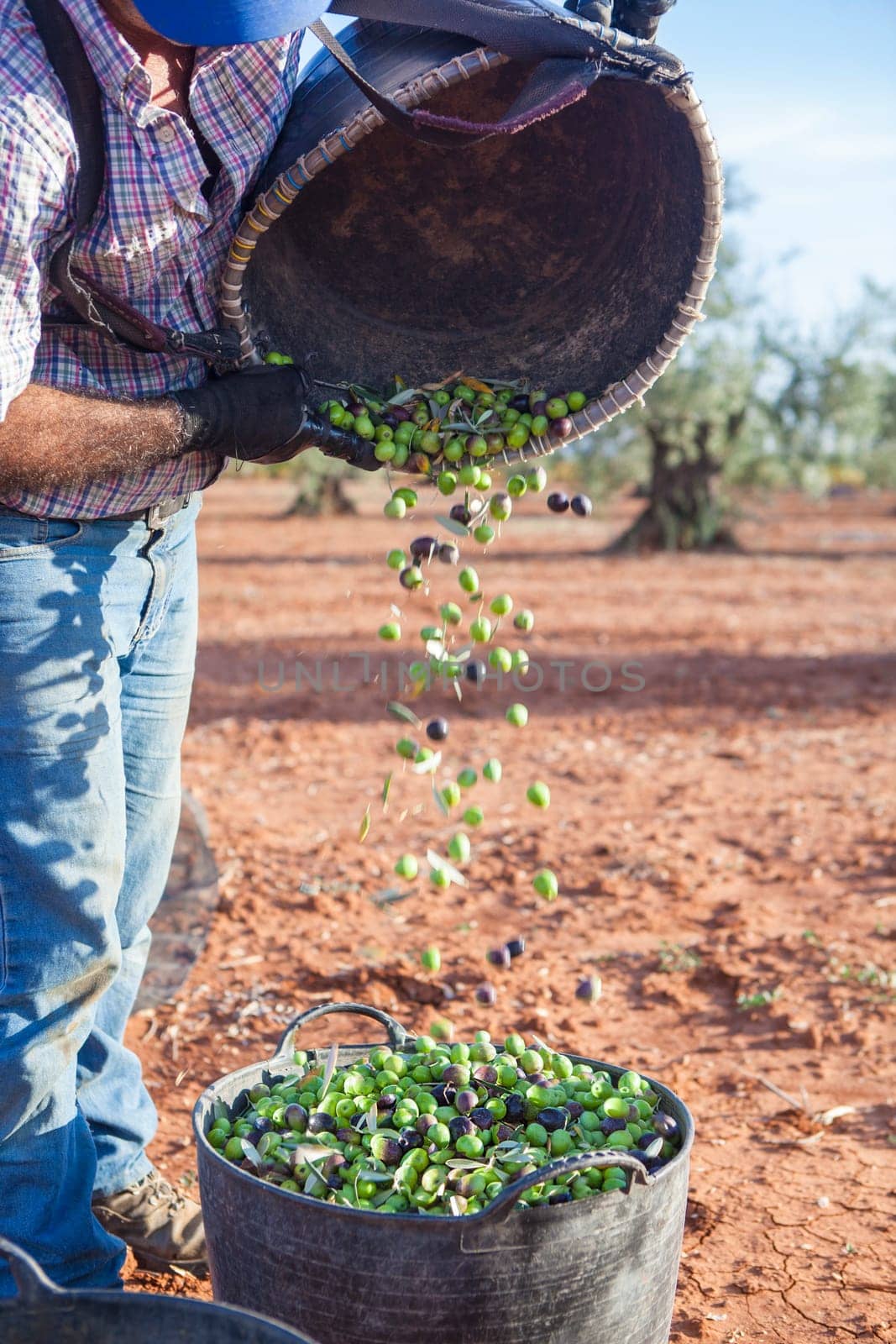 Laborer emptying his fruit-gathering basket of olives into the bucket. Table olives harvest season scene