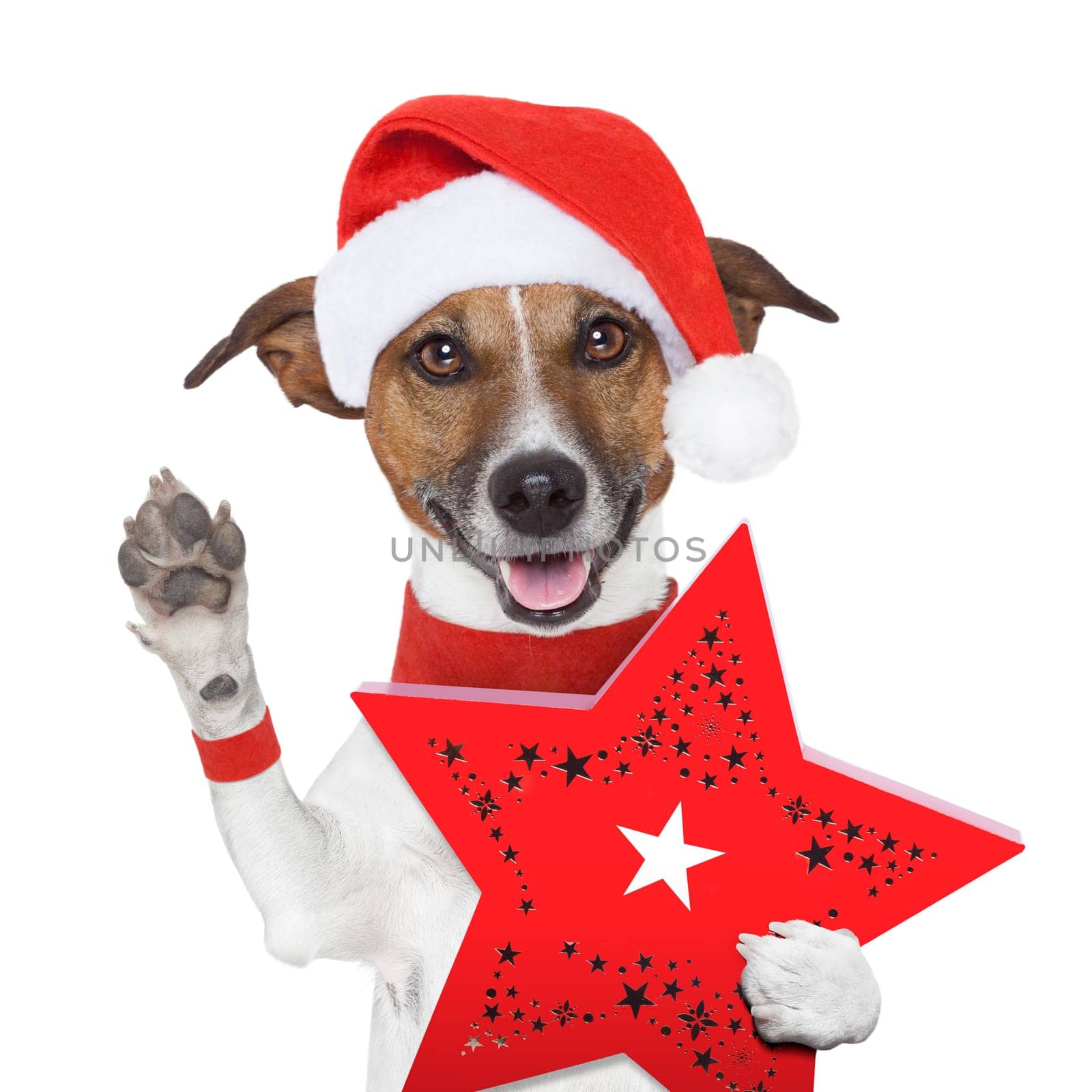 surprise christmas dog with a red present box