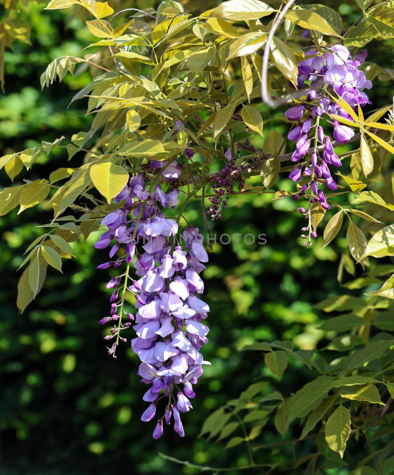 The wisteria blooms profusely in spring with violet paniculate flowers.