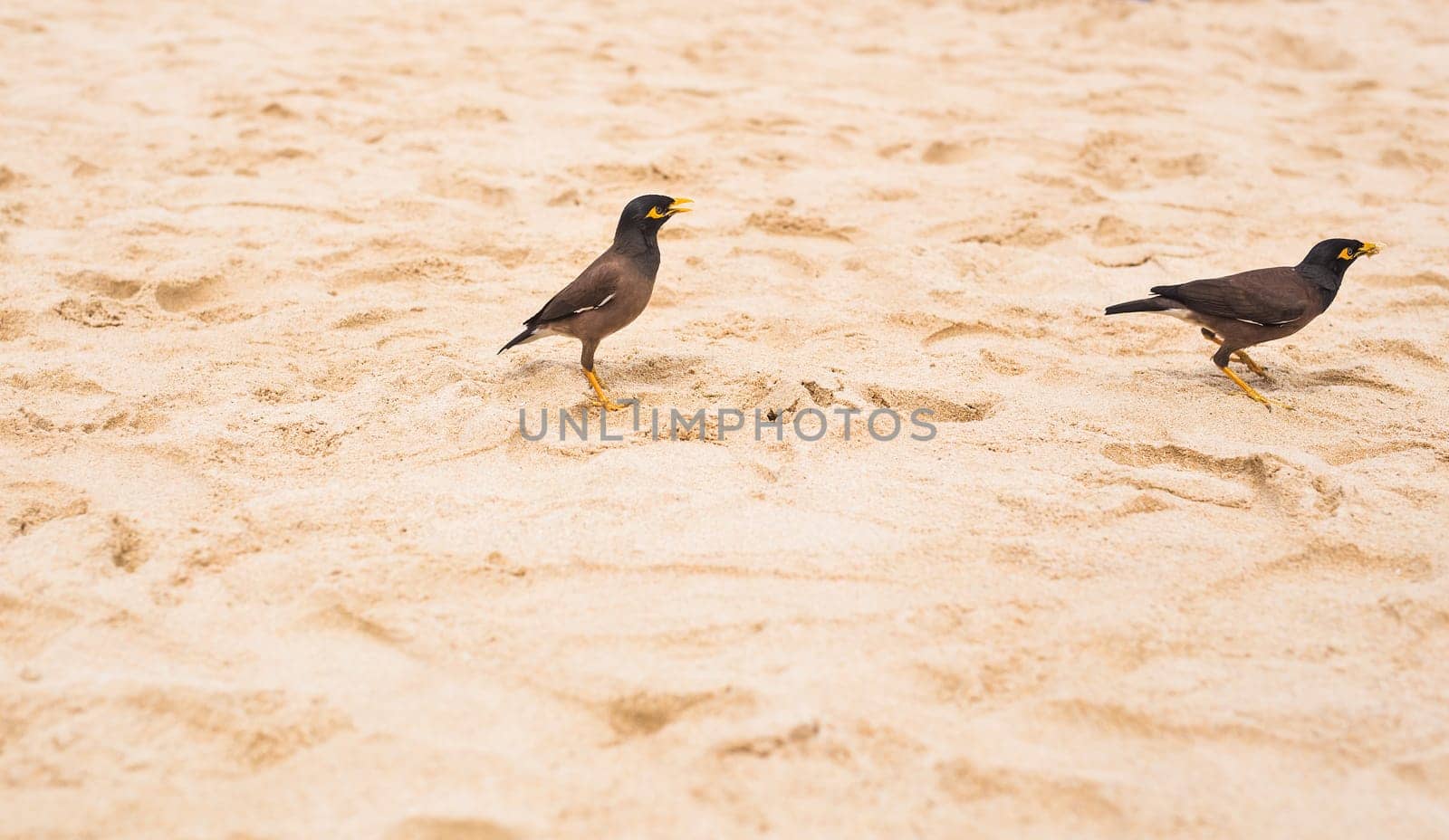 Myna bird standing on the beach. Acridotheres tristis.