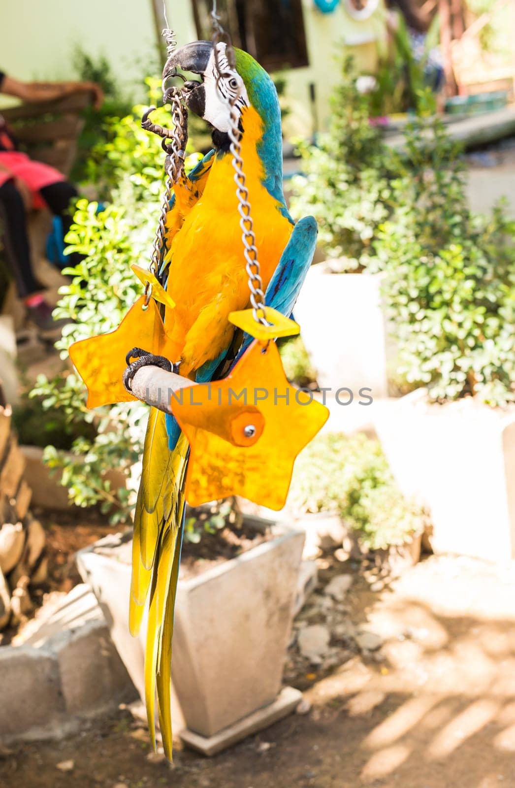 Scarlet Macaw, Ara macao parrot. Colourfull parrot