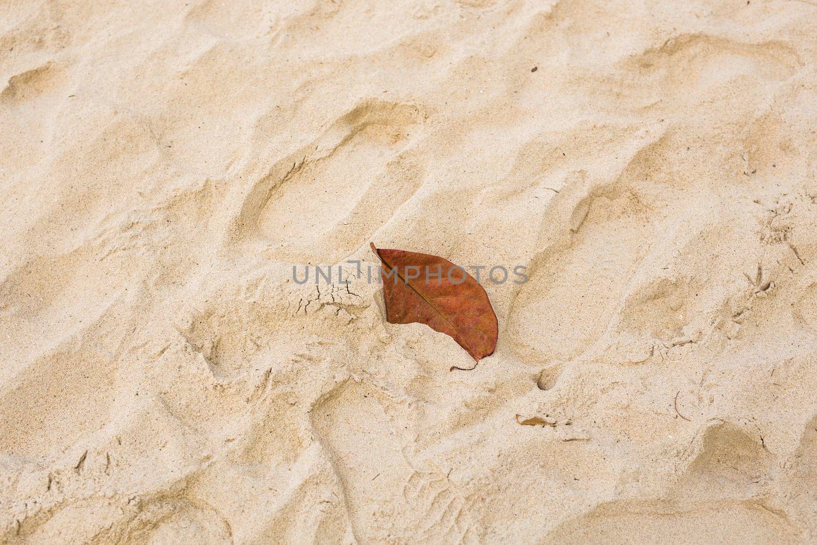 Beautiful orange autumn leaf lying on the beach